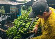 PART 1: Ojek Pisang ke Jepang